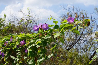 Ipomoea indica, ağustosta mavi-bordo çiçekleriyle açar. Ipomoea indica, Convolvulaceae familyasından mavi renkte, mavi renkte bir çiçek türü. Rodos Adası, Yunanistan