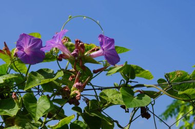 Ipomoea indica blooms with blue-burgundy flowers in August. Ipomoea indica, blue morning glory, oceanblue morning glory, koali awa, blue dawn flower, is a species of flowering plant in the family Convolvulaceae. Rhodes Island, Greece clipart