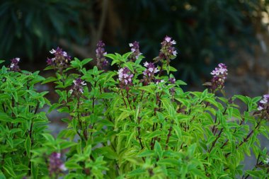 Tay fesleğeni ağustosta açar. Tayland fesleğeni, Ocimum bazilika, O bazilika var. Thyrsiflora, bir tür fesleğen. Rodos Adası, Yunanistan 