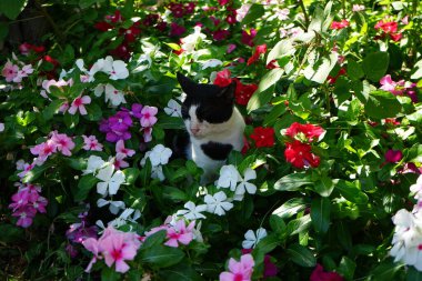 Ağustos 'ta Rodos' ta, Catharanthus Roseus 'un renkli çiçeklerinde bir kedi oturur. Kedi Felis catus, Felidae familyasından evcil bir kedi türü. Rodos, Rodos Adası, Yunanistan