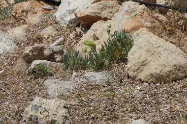 Bir Papilio machaon kelebeği Ağustos ayında Crithmum Maritimum 'un çiçeklerinin yanında taşların arasında çırpınır. Papilio machaon, Papilionidae familyasından bir kelebek türü. Pefki, Rodos Adası, Yunanistan