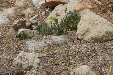 Bir Papilio machaon kelebeği Ağustos ayında Crithmum Maritimum 'un çiçeklerinin yanında taşların arasında çırpınır. Papilio machaon, Papilionidae familyasından bir kelebek türü. Pefki, Rodos Adası, Yunanistan