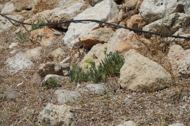 Bir Papilio machaon kelebeği Ağustos ayında Crithmum Maritimum 'un çiçeklerinin yanında taşların arasında çırpınır. Papilio machaon, Papilionidae familyasından bir kelebek türü. Pefki, Rodos Adası, Yunanistan