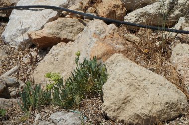 Bir Papilio machaon kelebeği Ağustos ayında Crithmum Maritimum 'un çiçeklerinin yanında taşların arasında çırpınır. Papilio machaon, Papilionidae familyasından bir kelebek türü. Pefki, Rodos Adası, Yunanistan