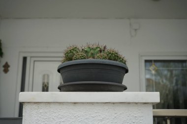 Kaktüs Echinopsis-Hybr. Ağustosta bir saksıda yetişiyor. Echinopsis bir kaktüs cinsidir. Lardos, Rhodes Adası, Güney Ege bölgesi, Yunanistan