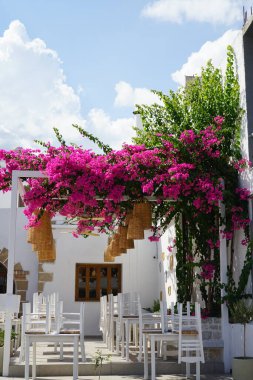 Ağustos ayında Lardos 'ta Bougainvillea çalıları pembe-mor çiçeklerle çiçek açar. Bougainvillea, Nyctaginaceae familyasına ait dikenli asmalar, çalılar ve ağaçların oluşturduğu bir cinstir. Lardos, Rhodes Adası, Güney Ege bölgesi, Yunanistan 