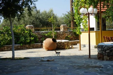 Lardos, Rhodes Island, Güney Ege bölgesinde, Yunanistan 'da büyük bir kil çömlek veya amfora yakınında üç pürüzsüz saçlı kedi yürüyor