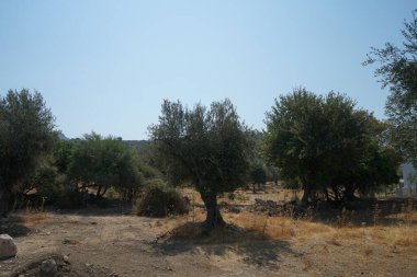 Ağustosta meyveli Olea europaea ağacı büyür. Olea europaea, Oleaceae familyasından Akdeniz Havzası 'nda bulunan bir zeytin türüdür. Lardos, Rhodes Adası, Güney Ege bölgesi, Yunanistan