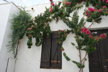 Ağustosta antik Lindos 'ta Bougainvillea çalıları pembe-mor çiçeklerle açar. Bougainvillea, Nyctaginaceae familyasına ait dikenli asmalar, çalılar ve ağaçların oluşturduğu bir cinstir. Rodos Adası, Dodecanese, Yunanistan  