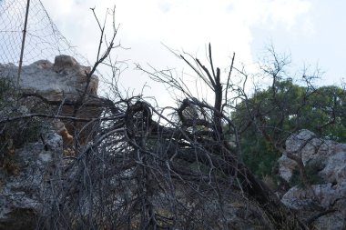 Ağustosta Lindos 'taki kayaların arasında kuru bir ağaç bulunur. Lindos bir arkeolojik bölge, bir balıkçı köyü. Rodos, Dodecanese, Yunanistan