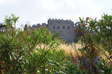 Neryum zakkum, 14. yüzyılda antik Yunan akropolünde Kudüs Şövalyeleri 'nin konutunun zeminine karşı ağustosta çiçek açar. Bir akropolis, antik bir Yunan şehrinin üst kesimlerinin yerleşim yeriydi. Lindos