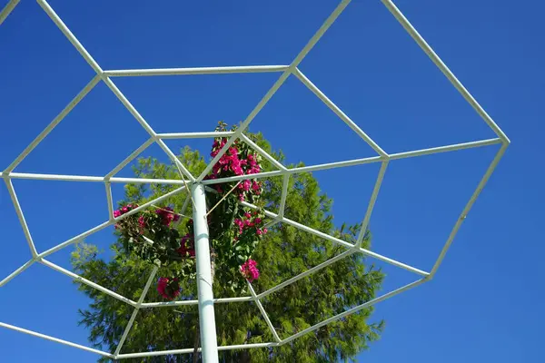 Bougainvillea, Ağustos ayında Pefki 'de güneş şemsiyesi şeklinde bir pergola üzerinde mor çiçeklerle çiçek açar. Bougainvillea, Nyctaginaceae familyasına ait dikenli asmalar, çalılar ve ağaçların oluşturduğu bir cinstir. Rodos Adası, Yunanistan 