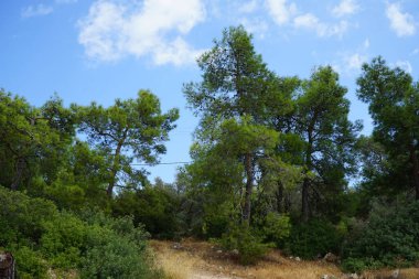 Pinus halepensis ağacı ağustosta yetişir. Pinus halepensis, Halep çamı, Kudüs çamı, Akdeniz 'e özgü bir çam çamı. Pefkos veya Pefki, Rodos Adası, Yunanistan