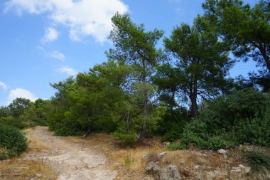 Pinus halepensis ağacı ağustosta yetişir. Pinus halepensis, Halep çamı, Kudüs çamı, Akdeniz 'e özgü bir çam çamı. Pefkos veya Pefki, Rodos Adası, Yunanistan