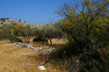 Ağustosta Pefki civarındaki yaz bitkileriyle güzel bir tepe manzarası. Pefkos ya da Pefki, Yunanistan 'ın Rodos Adası' nın doğu kıyısında bulunan ünlü bir sahil beldesidir.