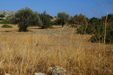 Ağustosta Pefki civarındaki yaz bitkileriyle güzel bir tepe manzarası. Pefkos ya da Pefki, Yunanistan 'ın Rodos Adası' nın doğu kıyısında bulunan ünlü bir sahil beldesidir.