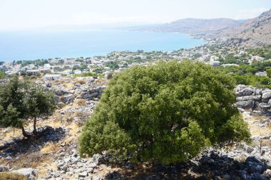 Ağustos ayında Pefki civarındaki Akdeniz sahili manzarası. Pefkos ya da Pefki, Yunanistan 'ın Rodos Adası' nın doğu kıyısında bulunan ünlü bir sahil beldesidir.
