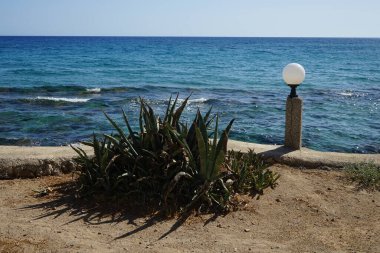 Agave americana var. Americana Eylül 'de büyür. Agave americana, Asırlık bitki, maguey veya American aloe, Asparagaceae familyasından bir bitki türü. Pefkos veya Pefki, Rodos Adası, Yunanistan