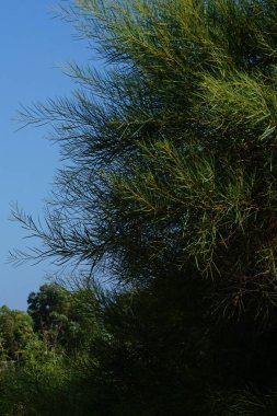 Akasya saligna ağustosta büyür. Acacia saligna, Coojong, altın çelenk gerdanlığı, turuncu gerdanlık, mavi yapraklı gerdanlık, altın gerdanlık ve Port Jackson söğüdü, Fabaceae familyasından küçük bir ağaçtır. Pefki, Rodos, Yunanistan                                