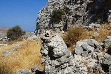 Vahşi bir keçinin kafatası Pefkos veya Pefki civarındaki bir tepede bir taşın üzerinde yatar. Vahşi keçi ya da dağ keçisi, Capra aegagrus, vahşi bir keçi türüdür. Rodos Adası, Yunanistan