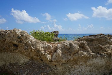 Crithmum Maritimum ağustosta çiçek açar. Crithmum, Apiaceae familyasından tek türü Crithmum maritimum olan ve kaya samphire, deniz rezenesi veya samphire olarak bilinen bir bitki cinsidir. Pefkos veya Pefki, Rodos Adası, Yunanistan 