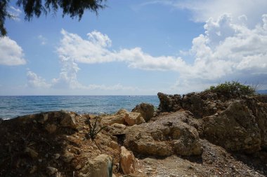 Agave bitkileri, Ağustos ayında Akdeniz kıyısındaki bir çiçek tarlasında yetişir. Agave monokotların bir cinsidir. Pefkos veya Pefki, Rodos Adası, Yunanistan 