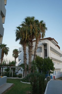 Trachycarpus fortune palmiyeleri ağustosta bir tatil köyünde yetişir. Trachycarpus fortune, Çin yel değirmeni palmiyesi ya da Chusan palmiyesi, her zaman yeşil olan dayanıklı bir palmiye türüdür. Pefkos veya Pefki, Rodos Adası, Yunanistan