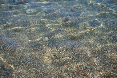 Torquigener flavimaculosus, Akdeniz 'de, Pefki' deki Rodos Adası kıyısında yüzer. Torquigener flavimaculosus Tetraodontidae familyasından bir kirpi balığıdır. Pefkos veya Pefki, Rodos Adası, Yunanistan