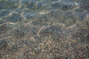 Torquigener flavimaculosus, Akdeniz 'de, Pefki' deki Rodos Adası kıyısında yüzer. Torquigener flavimaculosus Tetraodontidae familyasından bir kirpi balığıdır. Pefkos veya Pefki, Rodos Adası, Yunanistan