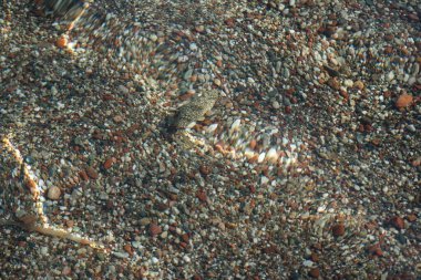Torquigener flavimaculosus, Akdeniz 'de, Pefki' deki Rodos Adası kıyısında yüzer. Torquigener flavimaculosus Tetraodontidae familyasından bir kirpi balığıdır. Pefkos veya Pefki, Rodos Adası, Yunanistan
