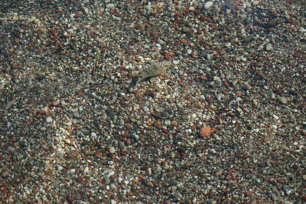 stock image The fish Torquigener flavimaculosus swims in the Mediterranean Sea near the shore of Rhodes Island in Pefki. Torquigener flavimaculosus is a pufferfish of the family Tetraodontidae. Pefkos or Pefki, Rhodes island, Greece