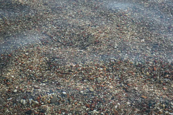 Torquigener flavimaculosus, Akdeniz 'de, Pefki' deki Rodos Adası kıyısında yüzer. Torquigener flavimaculosus Tetraodontidae familyasından bir kirpi balığıdır. Pefkos veya Pefki, Rodos Adası, Yunanistan