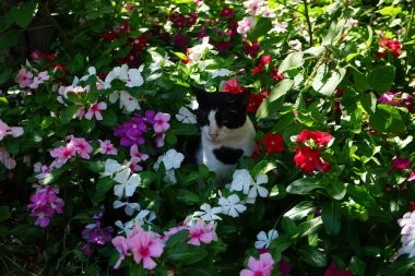 Ağustos 'ta Rodos' ta, Catharanthus Roseus 'un renkli çiçeklerinde bir kedi oturur. Kedi Felis catus, Felidae familyasından evcil bir kedi türü. Rodos Şehri, Rodos Adası, Yunanistan