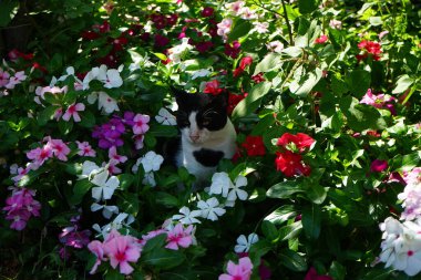 Ağustos 'ta Rodos' ta, Catharanthus Roseus 'un renkli çiçeklerinde bir kedi oturur. Kedi Felis catus, Felidae familyasından evcil bir kedi türü. Rodos Şehri, Rodos Adası, Yunanistan