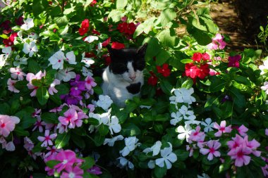 Ağustos 'ta Rodos' ta, Catharanthus Roseus 'un renkli çiçeklerinde bir kedi oturur. Kedi Felis catus, Felidae familyasından evcil bir kedi türü. Rodos Şehri, Rodos Adası, Yunanistan