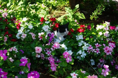 Ağustos 'ta Rodos' ta, Catharanthus Roseus 'un renkli çiçeklerinde bir kedi oturur. Kedi Felis catus, Felidae familyasından evcil bir kedi türü. Rodos Şehri, Rodos Adası, Yunanistan