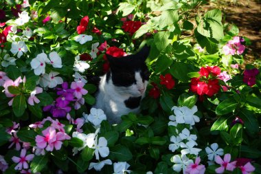 Ağustos 'ta Rodos' ta, Catharanthus Roseus 'un renkli çiçeklerinde bir kedi oturur. Kedi Felis catus, Felidae familyasından evcil bir kedi türü. Rodos Şehri, Rodos Adası, Yunanistan