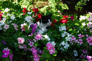 Ağustos 'ta Rodos' ta, Catharanthus Roseus 'un renkli çiçeklerinde bir kedi oturur. Kedi Felis catus, Felidae familyasından evcil bir kedi türü. Rodos Şehri, Rodos Adası, Yunanistan