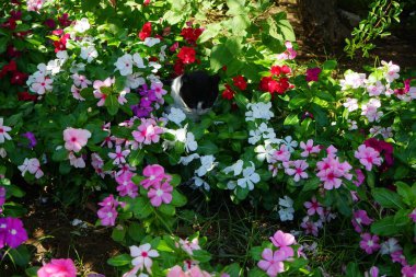Ağustos 'ta Rodos' ta, Catharanthus Roseus 'un renkli çiçeklerinde bir kedi oturur. Kedi Felis catus, Felidae familyasından evcil bir kedi türü. Rodos Şehri, Rodos Adası, Yunanistan