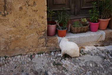 Ortaçağ Rodos kasabasındaki eski bir evin eşiğinde kırmızı benekli beyaz bir kedi oturuyor. Kedi Felis catus, Felidae familyasından evcil bir kedi türü. Rodos Şehri, Rodos Adası, Yunanistan
