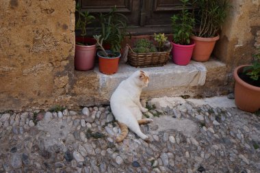 Ortaçağ Rodos kasabasındaki eski bir evin eşiğinde kırmızı benekli beyaz bir kedi oturuyor. Kedi Felis catus, Felidae familyasından evcil bir kedi türü. Rodos Şehri, Rodos Adası, Yunanistan