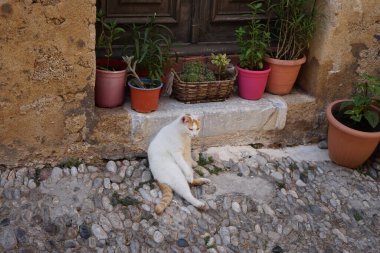 Ortaçağ Rodos kasabasındaki eski bir evin eşiğinde kırmızı benekli beyaz bir kedi oturuyor. Kedi Felis catus, Felidae familyasından evcil bir kedi türü. Rodos Şehri, Rodos Adası, Yunanistan