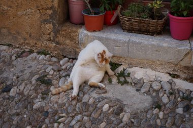 Ortaçağ Rodos kasabasındaki eski bir evin eşiğinde kırmızı benekli beyaz bir kedi oturuyor. Kedi Felis catus, Felidae familyasından evcil bir kedi türü. Rodos Şehri, Rodos Adası, Yunanistan
