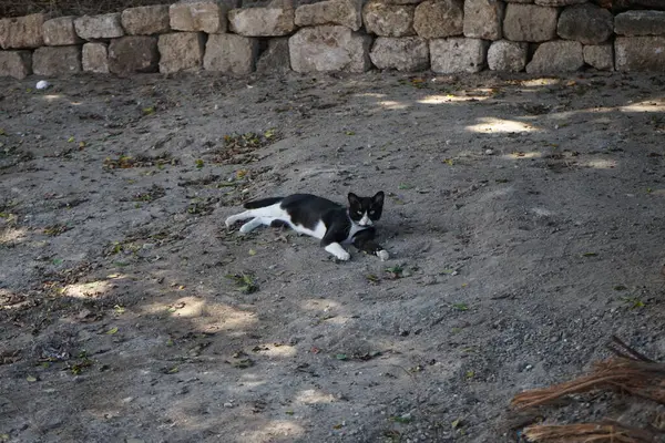 A black and white cat lies on the ground in the shadows in the medieval town of Rhodes. The cat, Felis catus, the domestic cat or house cat, is the domesticated species, family Felidae. Rhodes city, Rhodes island, Greece