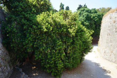 Phytolacca dioica blooms with white catkins in August near the fortress wall in the medieval town of Rhodes. Phytolacca dioica, ombu and umbu, is a massive evergreen tree in the Pokeweed Family, Phytolaccaceae. Rhodes city, Rhodes island, Greece clipart