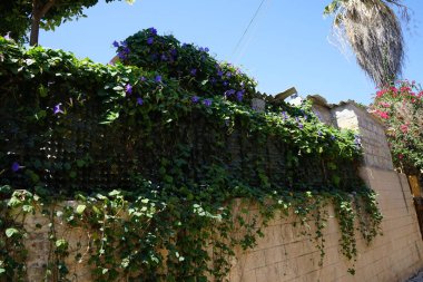 Ipomoea indica, Ağustos ayında Rodos 'un ortaçağ kasabasında mavi-bordo çiçekleriyle çiçek açar. Ipomoea indica, mavi sabah zaferi, okyanus mavisi sabah zaferi, koali awa, mavi şafak çiçeği, çiçekli bir bitki türüdür. Rodos Şehri, Rodos Adası, Yunanistan