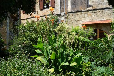 Ağustos 'ta ortaçağ Rodos' unda İndika çiçekleri açılır. Can indica (İndica: 