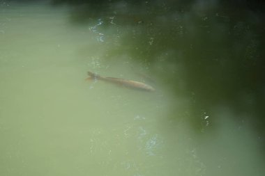 Koi sazan balığı Rodini parkındaki gölette yüzer. Koi, nishikigoi, 