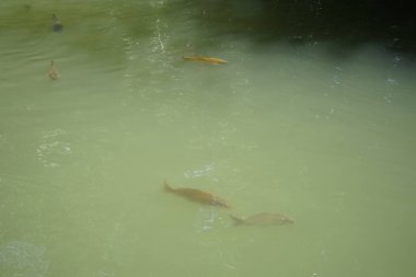 Koi sazan balığı Rodini parkındaki gölette yüzer. Koi, nishikigoi, 