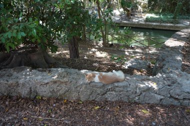 Bir kedi, Felis catus, ve Ağustos ayında Rodini Parkı 'nın gölgesinde dinlenen Muscovy ördekleri, Cairina Moschata. Kedi, Felis catus, evcil kedi veya ev kedisi, Felidae familyasından evcil bir türdür. Rodos Adası, Yunanistan 